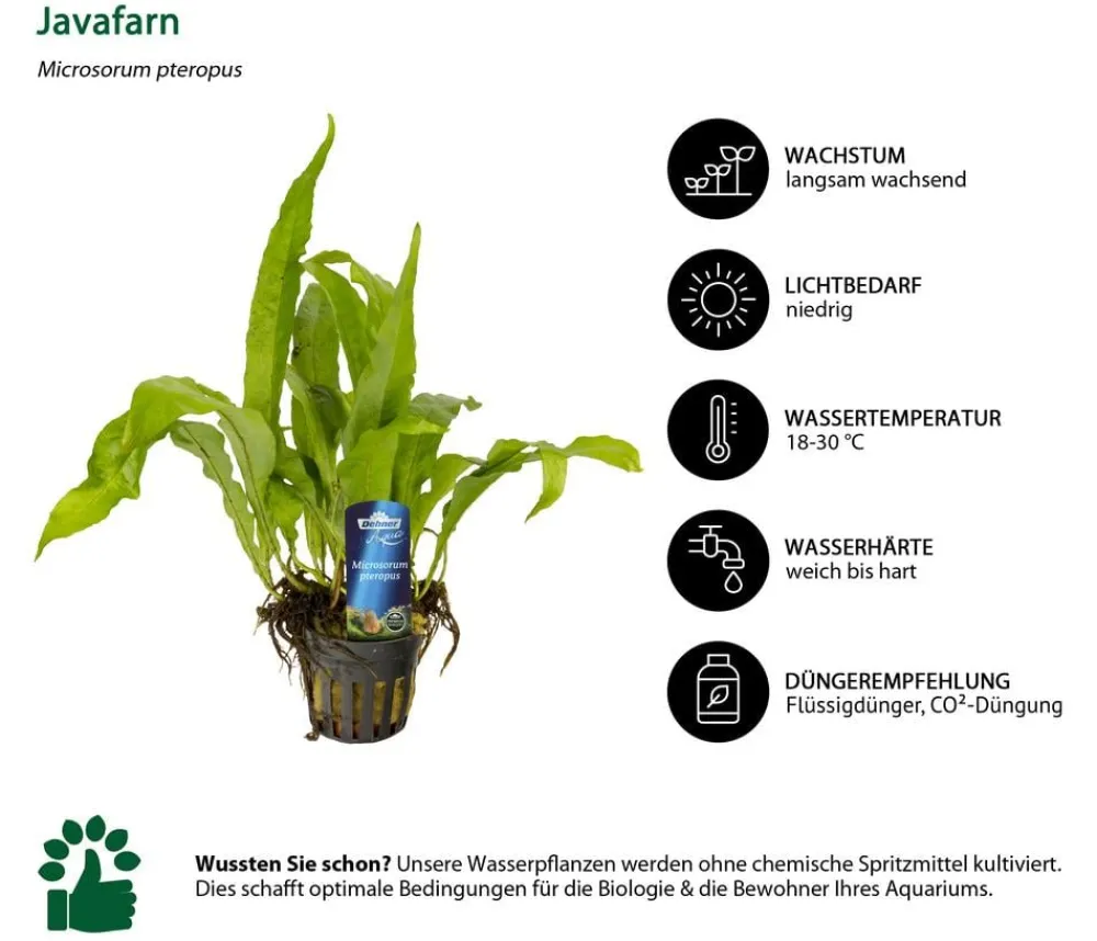 Dehner Aqua Premium Aquariumpflanzen - Javafarn - Microsorum pteropus Grün
