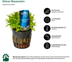 Dehner Aqua Premium Kleiner Wasserstern - Pogostemon helferi Grün Outlet