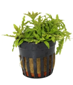 Dehner Aqua Premium Kleiner Wasserstern - Pogostemon helferi Grün Outlet