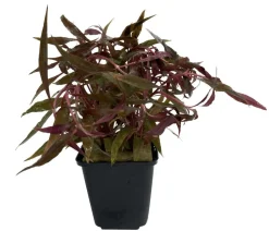 Dehner Aqua Premium Aquariumpflanzen > Kleines Papageienblatt - Alternanthera reineckii pink XL