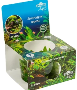 Dehner Aqua Premium Aquariumpflanzen - Kriechende Staurogyne In vitro - Staurogyne repens Grün
