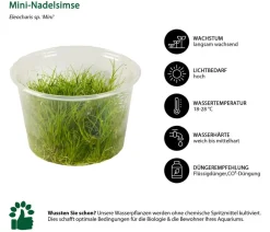 Dehner Aqua Premium Aquariumpflanzen - Mini-Nadelsimse In vitro - Eleocharis sp. Mini Grün