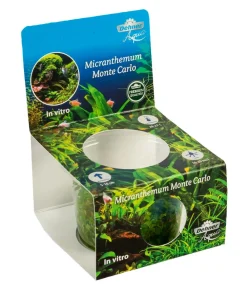 Dehner Aqua Premium Montecarlo Perlenkraut In vitro - Micranthemum montecarlo Grün Hot
