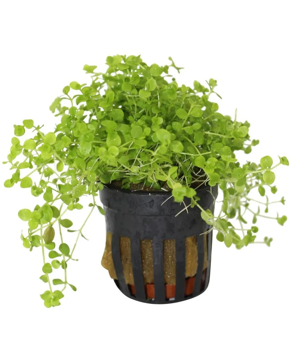 Dehner Aqua Premium Aquariumpflanzen - Montecarlo Perlenkraut - Micranthemum monte carlo Grün