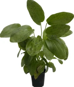 Dehner Aqua Premium Aquariumpflanzen > Ozelot-Schwertpflanze - Echinodorus Ozelot XL
