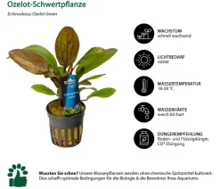 Dehner Aqua Premium Ozelot-Schwertpflanze - Echinodorus Ozelot Green Grün Sale