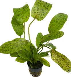 Dehner Aqua Premium Ozelot-Schwertpflanze - Echinodorus Ozelot Green Grün Sale