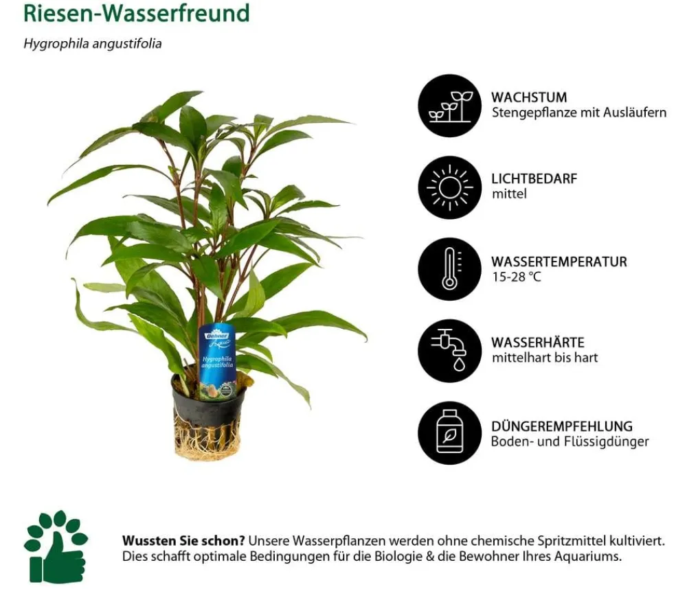 Dehner Aqua Premium Aquariumpflanzen > Riesen-Wasserfreund - Hygrophila angustifolia