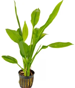 Dehner Aqua Premium Schmalblättrige Amazonas-Schwertpflanze - Echinodorus bleheri Grün