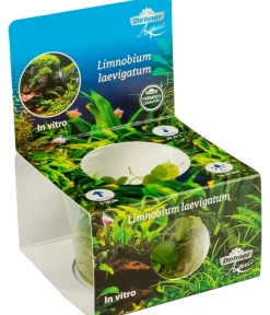 Dehner Aqua Premium Aquariumpflanzen > Südamerikanischer Froschbiss In vitro - Limnobium laevigatum