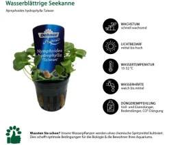 Dehner Aqua Premium Aquariumpflanzen - Wasserblättrige Seekanne - Nymphoides hydrophylla Taiwan Grün
