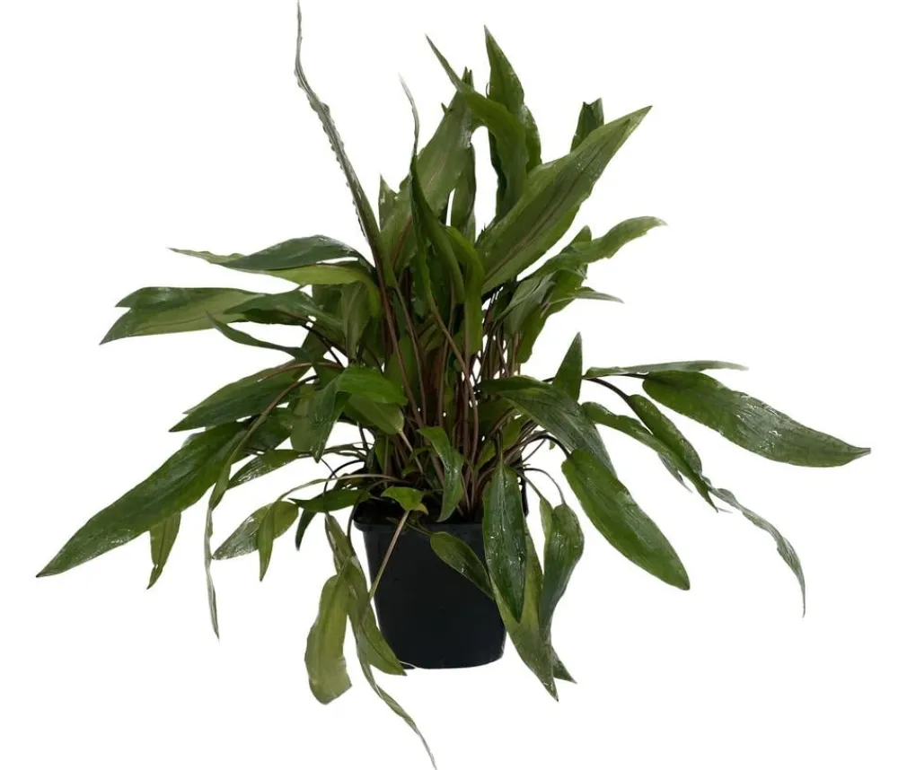 Dehner Aqua Premium Wendtscher Wasserkelch - Cryptocoryne wendtii XL Grün Sale