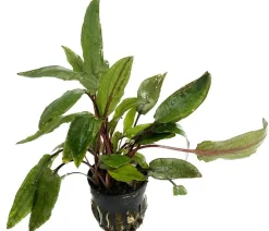 Dehner Aqua Premium Aquariumpflanzen > Willis Wasserkelch - Cryptocoryne x willisii