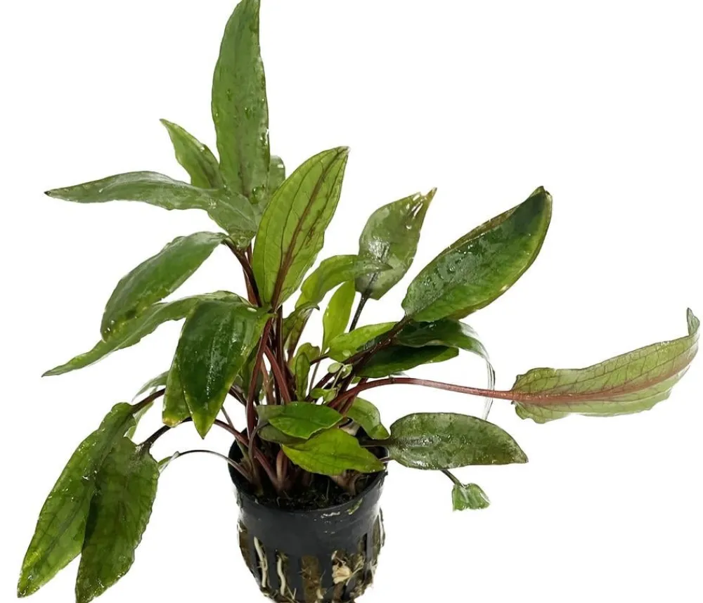 Dehner Aqua Premium Aquariumpflanzen > Willis Wasserkelch - Cryptocoryne x willisii