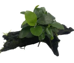 Dehner Aqua Premium Aquariumpflanzen - Zwergspeerblatt auf Wurzel - Anubias barteri var. Nana Grün