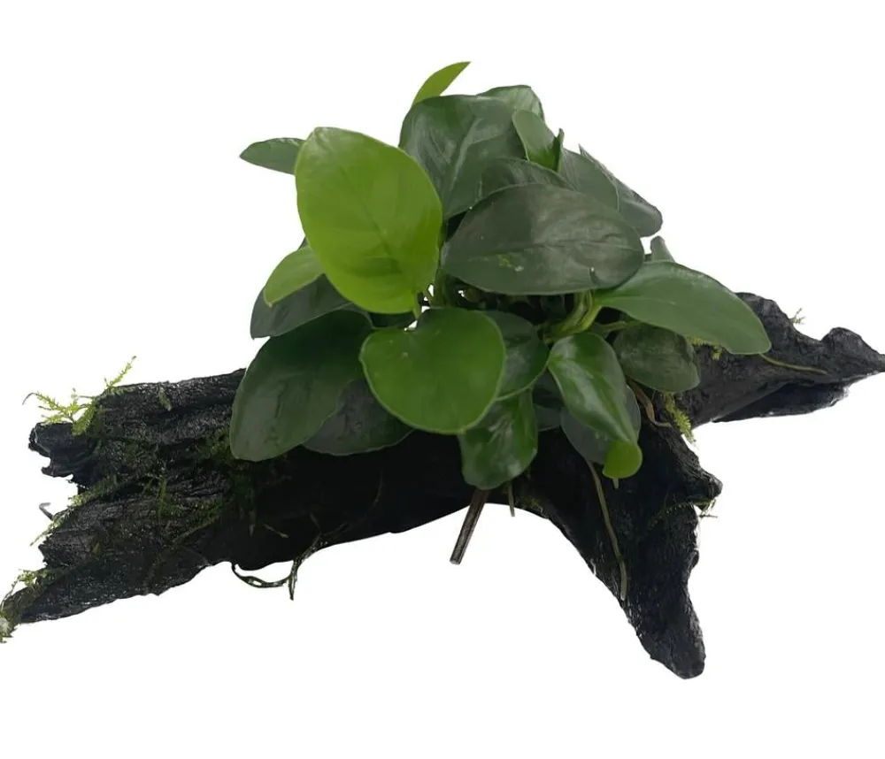 Dehner Aqua Premium Aquariumpflanzen - Zwergspeerblatt auf Wurzel - Anubias barteri var. Nana Grün