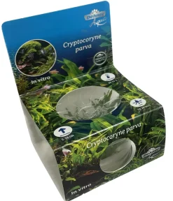 Dehner Aqua Premium Zwergwasserkelch In vitro - Cryptocoryne parva Grün Sale