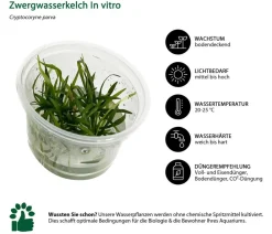 Dehner Aqua Premium Zwergwasserkelch In vitro - Cryptocoryne parva Grün Sale