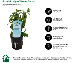 Dehner Aqua Aquariumpflanzen > Rosablättriger Wasserfreund - Hygrophila polysperma rosa