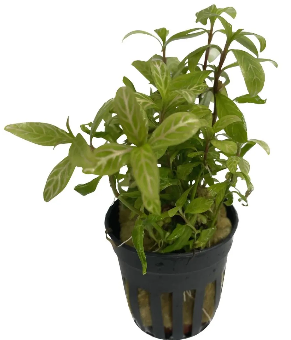 Dehner Aqua Aquariumpflanzen > Rosablättriger Wasserfreund - Hygrophila polysperma rosa