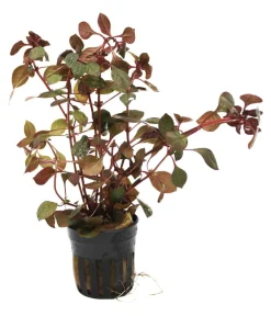 Dehner Aqua Aquariumpflanzen > Rubin-Ludwigie - Ludwigia repens rubin