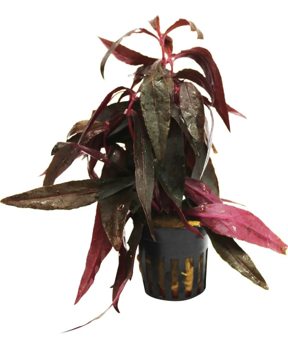 Dehner Aqua Sitzendes Papageienblatt - Alternanthera sessilis Outlet