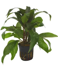 Dehner Aqua Aquariumpflanzen > Thailändischer Wasserfreund - Hygrophila Siamensis