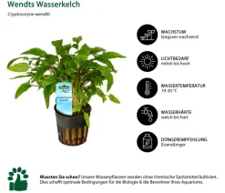 Dehner Aqua Wendts Wasserkelch - Cryptocoryne wendtii Grün