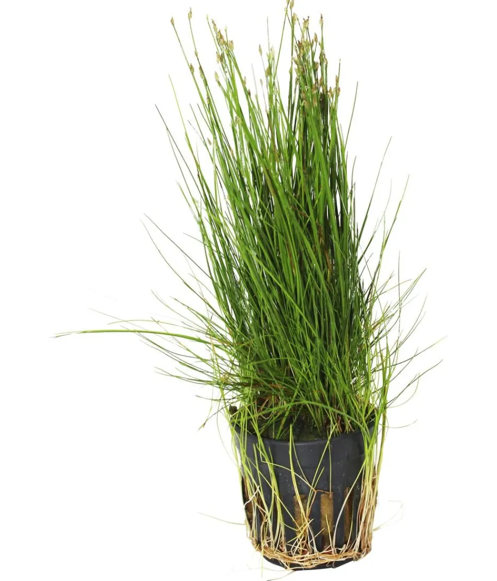 Dehner Aqua Zwerg-Nadelsimse - Eleocharis parvula Grün Clearance