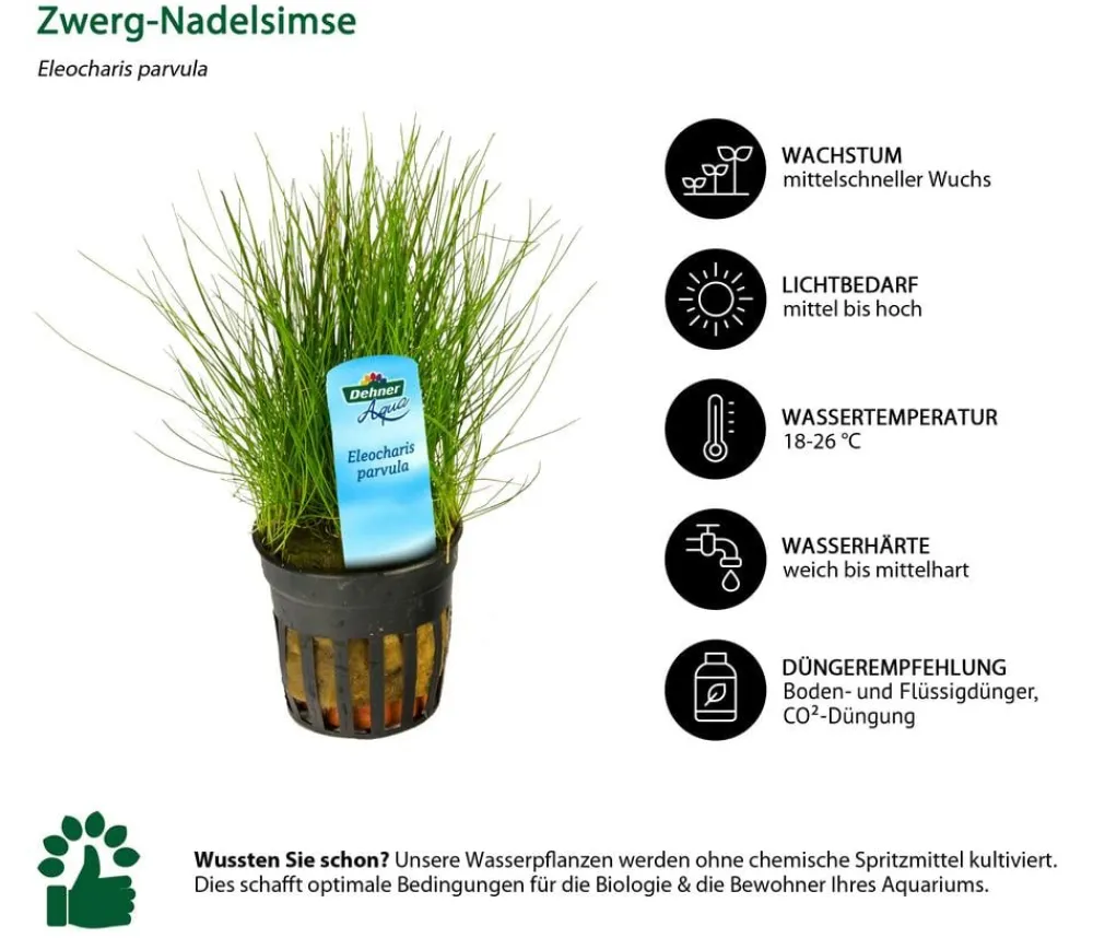 Dehner Aqua Zwerg-Nadelsimse - Eleocharis parvula Grün Clearance