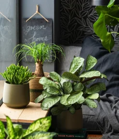 Dehner Blumentöpfe & Übertöpfe - Übertopf-Set Green Feeling, 3-teilig