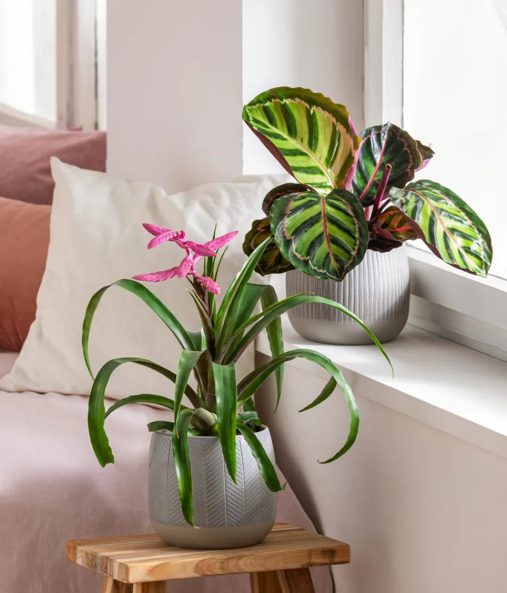 Dehner Blumentöpfe & Übertöpfe > Übertopf-Set Pink Beauties, 2-teilig