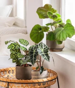 Dehner Übertopf-Set Tropical Maze, 3-teilig Discount