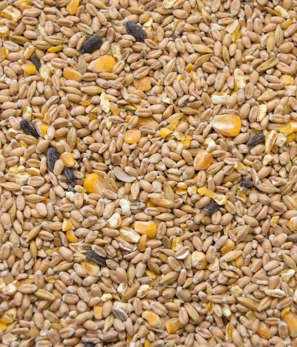 Dehner Best Nature Bauernhof Zubehör|Hühnerfutter > Hühnerfutter Bio Hennenkorn