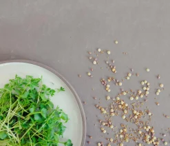 Dehner Bio Gemüsesamen > -Keimsprossen 'Gourmet-Mischung'