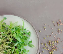 Dehner Bio Gemüsesamen > -Keimsprossen 'Pikant-aromatische Mischung'