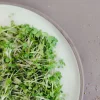 Dehner Bio -Keimsprossen 'Ruca-Salatrauke' Clearance