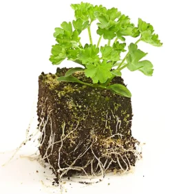 Dehner Bio Bio-Kräuter|Garten- & Heilkräuter - Petersilie kraus, 6er Schale Grün