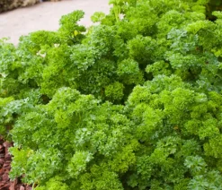 Dehner Bio Bio-Kräuter|Garten- & Heilkräuter - Petersilie kraus, 6er Schale Grün