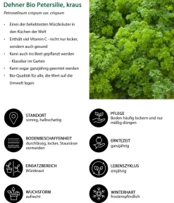 Dehner Bio Bio-Kräuter|Garten- & Heilkräuter - Petersilie kraus, 6er Schale Grün