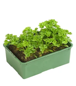 Dehner Bio Bio-Kräuter|Garten- & Heilkräuter - Petersilie kraus, 6er Schale Grün