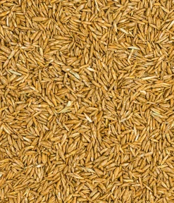 Dehner Bio Rasensamen > Rasen-Nachsaat, 500 g