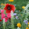 Dehner Bio -Saatgut Blumenmischung 'Sommertraum' Best