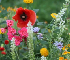 Dehner Bio -Saatgut Blumenmischung 'Sommertraum' Best