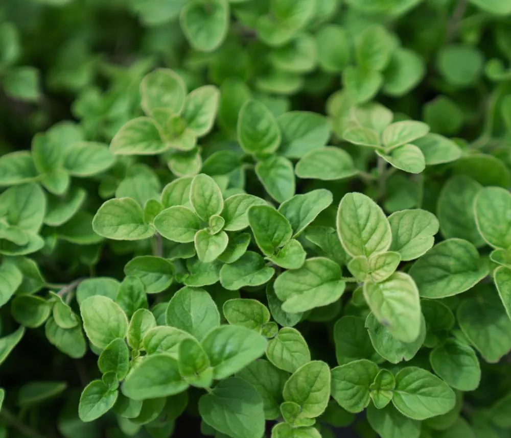Dehner Bio Saatgut Griechischer Oregano 'Samothrake' Sale