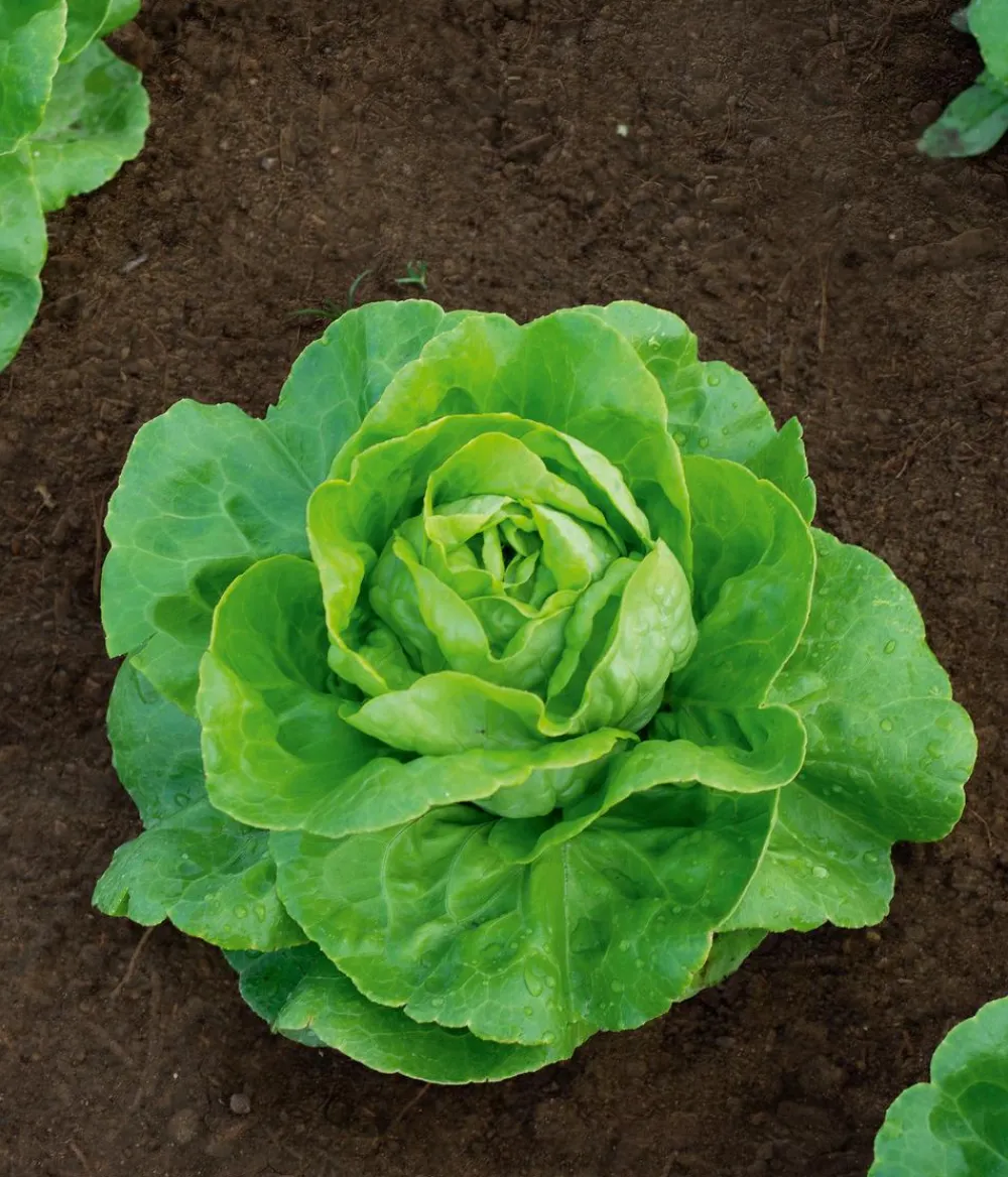 Dehner Bio Gemüsesamen - -Saatgut Kopfsalat 'Summertime'