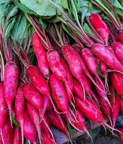 Dehner Bio -Saatgut Rettich 'Ostergruß rosa 2' Online