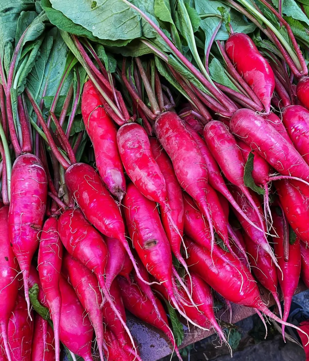 Dehner Bio -Saatgut Rettich 'Ostergruß rosa 2' Online