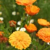 Dehner Bio Blumensamen - -Saatgut Ringelblume