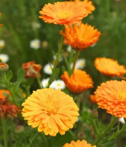 Dehner Bio Blumensamen - -Saatgut Ringelblume